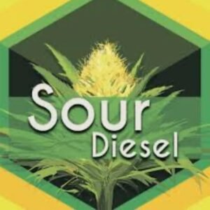 Sour Diesel Flower