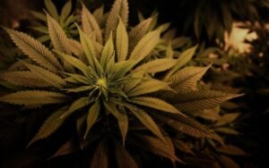 Read more about the article Sativa vs Indica