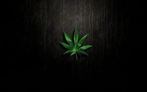 Read more about the article What Consumers Should Know About Cannabis Consumption