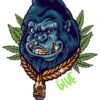 Gorilla Glue Strain