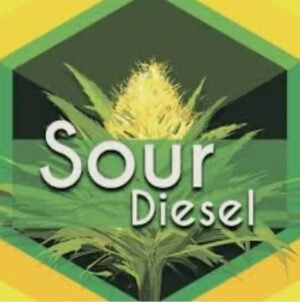Sour Diesel Flower